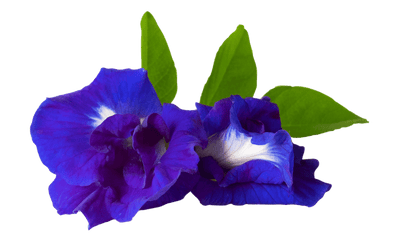 MagicTree Superfoods