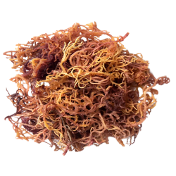 MagicTree Superfoods