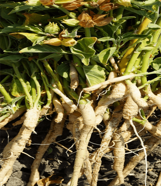 Ashwagandha Pure Roots