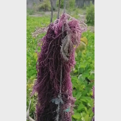 Full Spectrum Seamoss